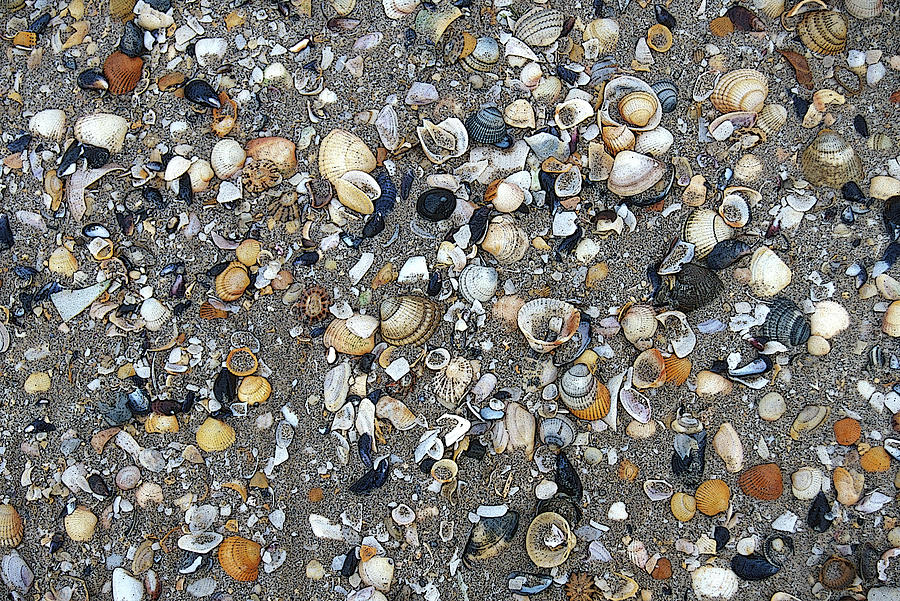 Seashells at TraMor Photograph by John Farley
