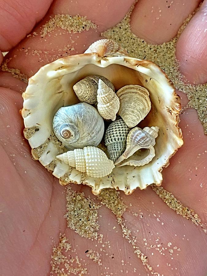 Seashells by the Seashore Photograph by Lorella Schoales