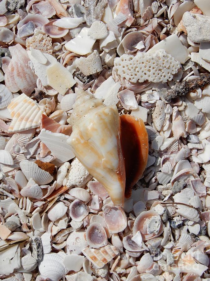Seashells Photograph by Carol Groenen