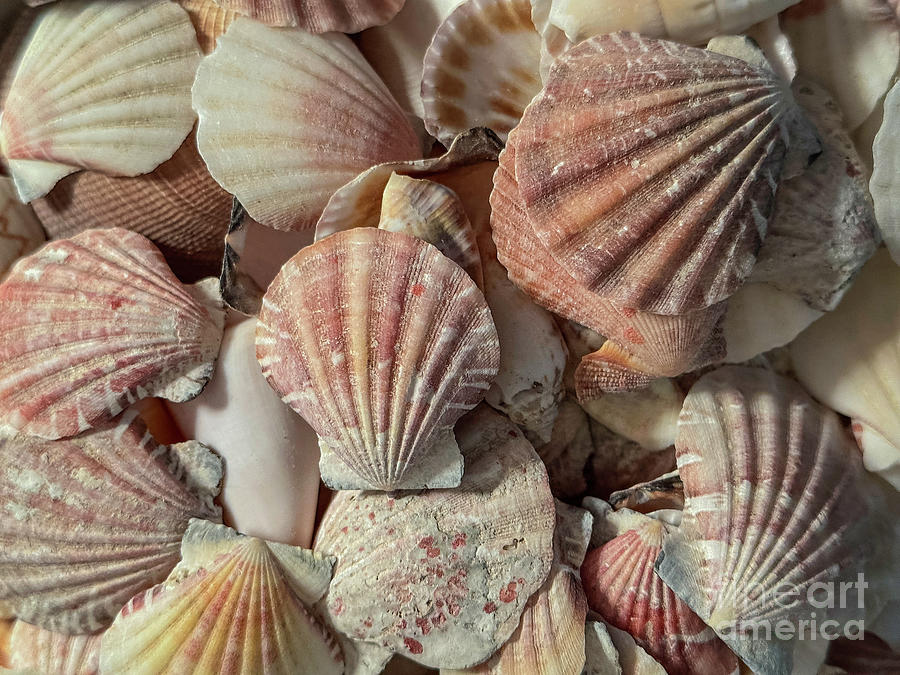 Seashells Photograph by Cathy Donohoue
