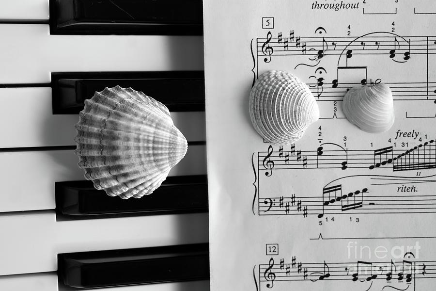Seashells Dream On The Piano BNW Photograph by Leonida Arte