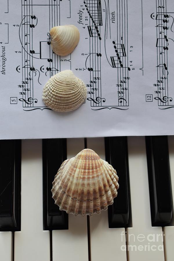 Seashells Dream On The Piano Photograph by Leonida Arte