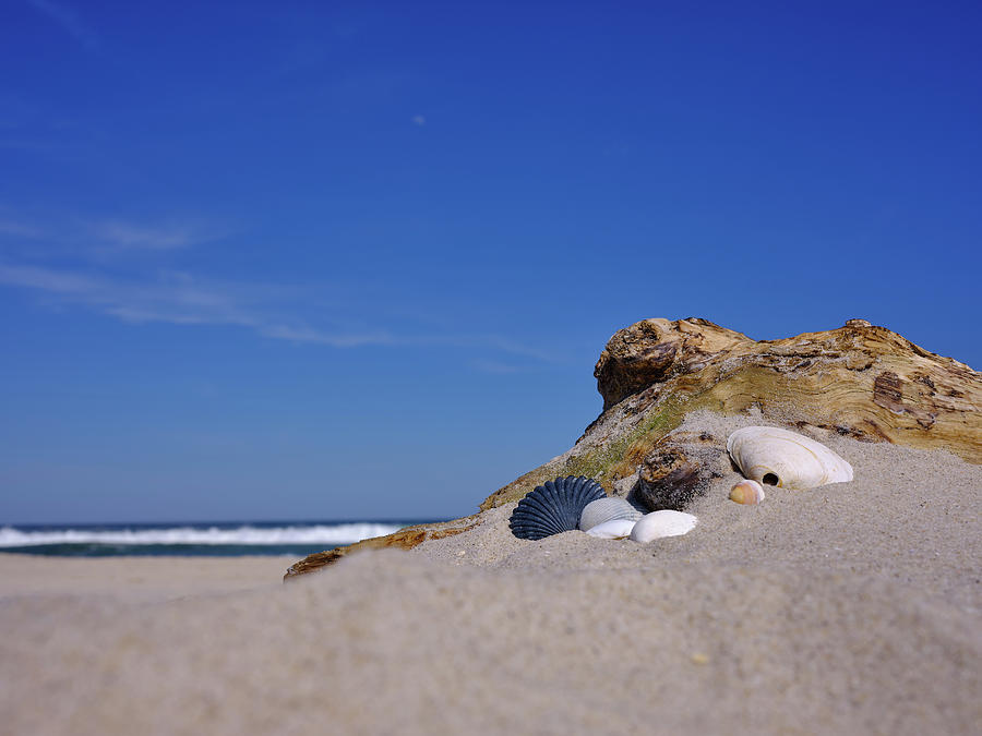 Seashells Driftwood Sand And The Moonrise Photograph