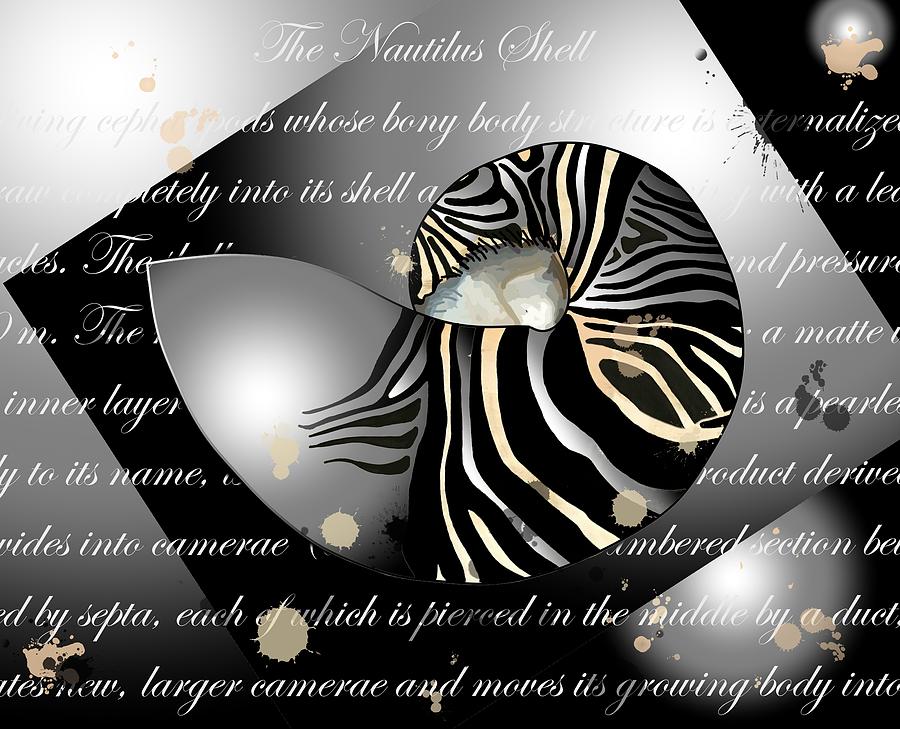 Seashells Fancy Zebra Patterned Nautilus Drawing by Joan Stratton