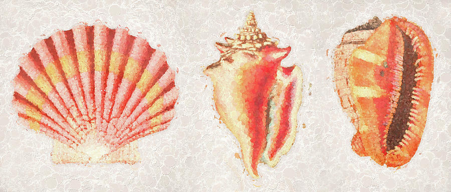 Seashells From The Seashore Digital Art by HH Photography of Florida