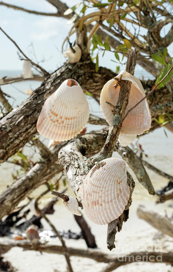 Seashells hang in a tree on Barefoot Beach Preserve County Park, Photograph by William Kuta