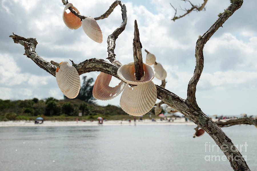 Seashells hang in a tree on the Barefoot Beach side of Wiggins P Photograph by William Kuta