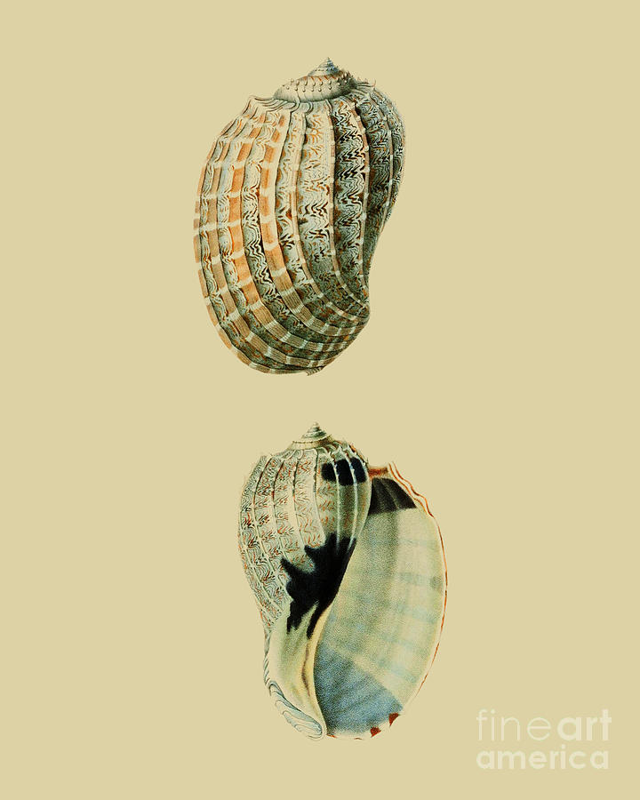 Nature Digital Art - Seashells in cream by Madame Memento