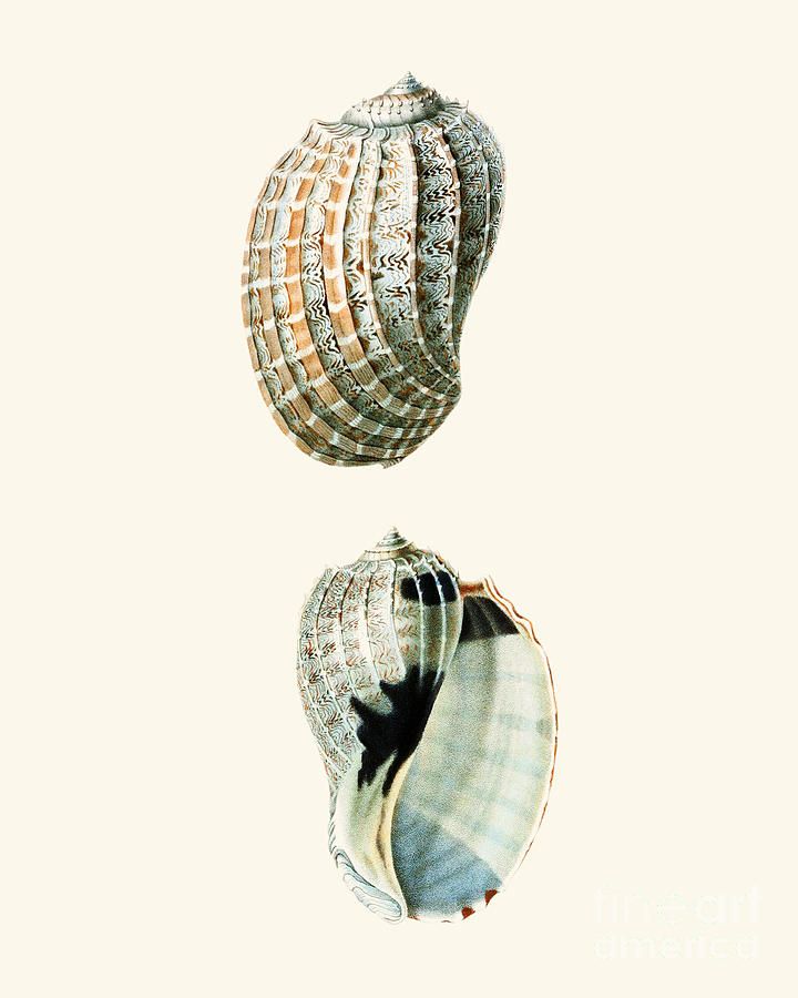 Nature Digital Art - Seashells In Gray And Brown Tones by Madame Memento