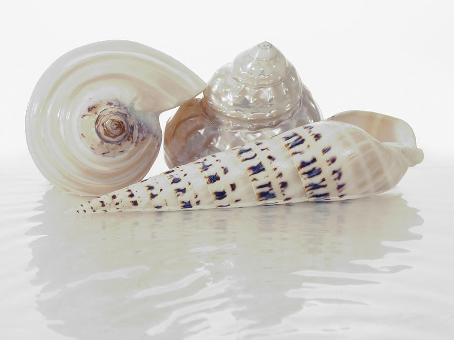 Seashells in water Photograph by John Manno