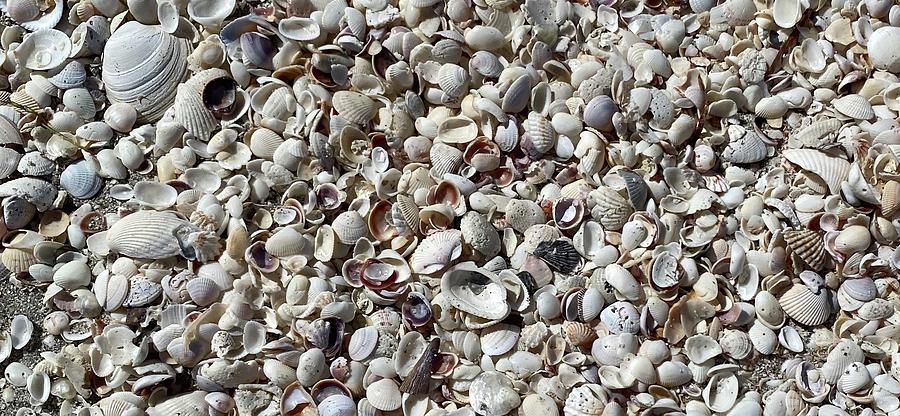 Seashells  Photograph by Jill Laudenslager
