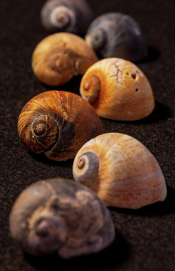 Seashells Photograph by Mirko Chessari