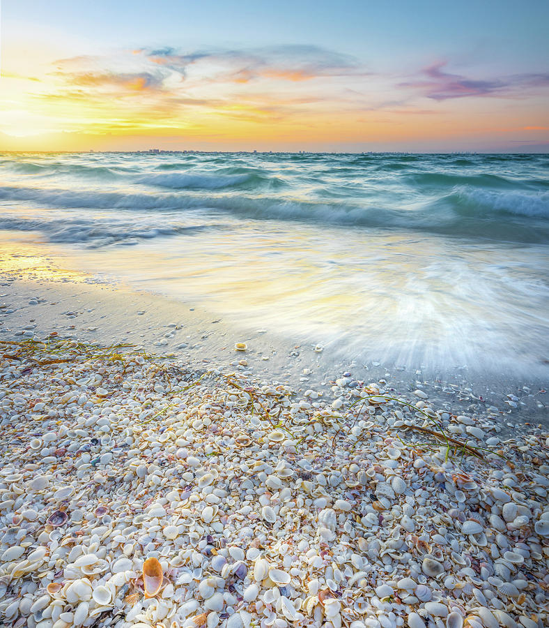 Seashells Of Sanibel Island Florida Photograph by Jordan Hill