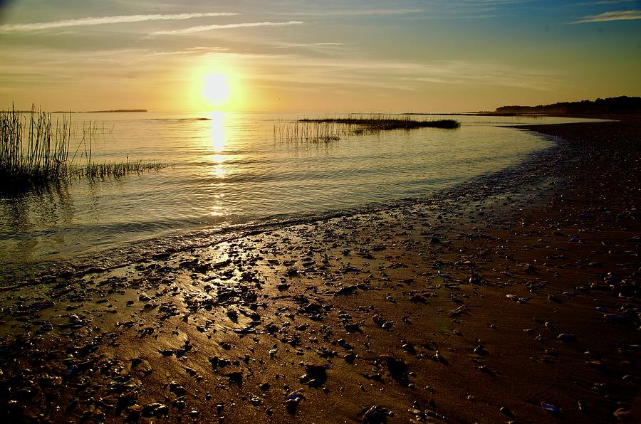 Seashells On A Beach At Sunrise Photograph by Dennis Schmidt