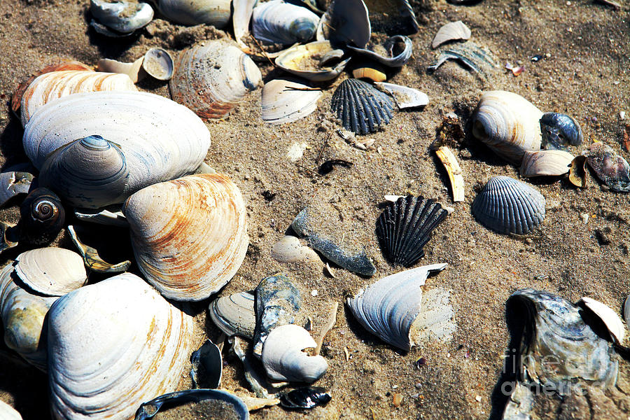 Seashells on Long Beach Island New Jersey Photograph by John Rizzuto
