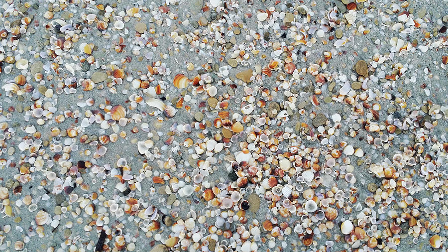 Seashells on sand Photograph by Habib Ayat