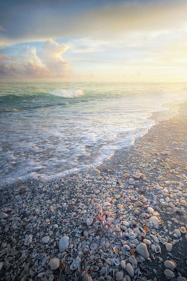 Seashells On Sanibel Island Florida Beach Sunset Photograph by Jordan Hill