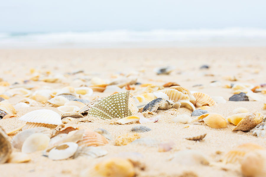 Seashells on the beach Photograph by Lianne B Loach