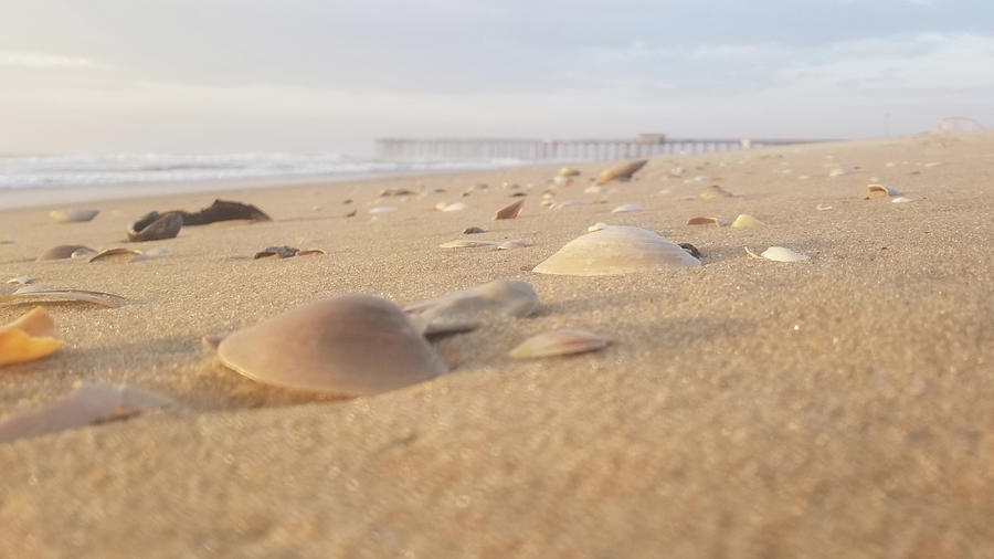 Seashells On The Sand Photograph by Robert Banach