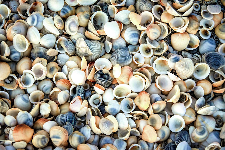 Seashells On The Seashore Photograph by Rebecca Herranen