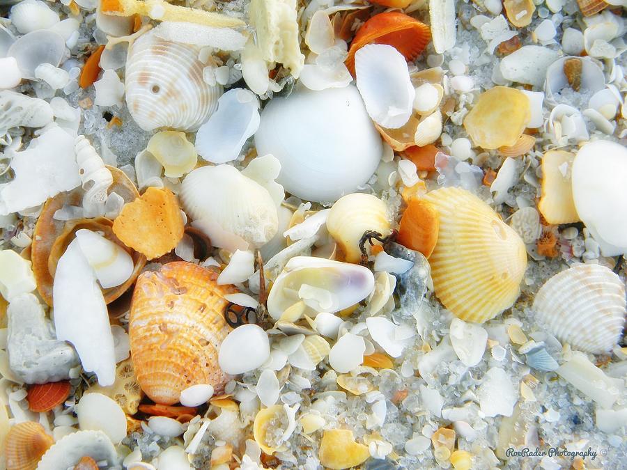 Seashells On The Seashore Photograph