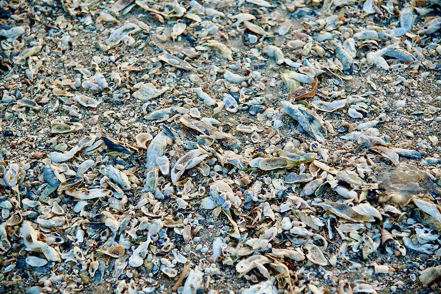 Seashells On The Shore Photograph by Dennis Schmidt