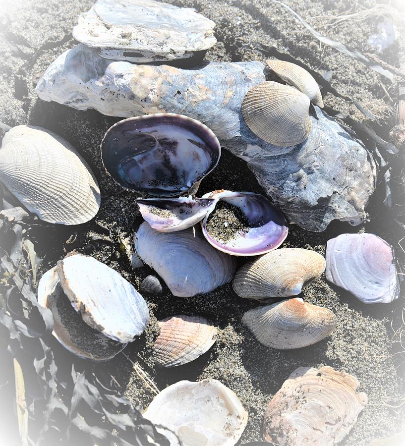 Seashells on the Shoreline Photograph by James Cousineau