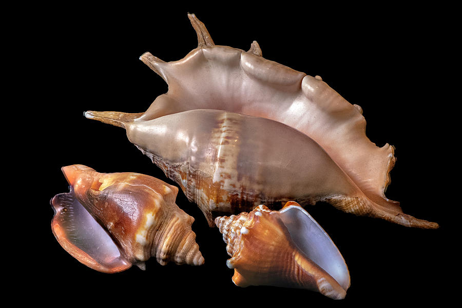 Shell Photograph - Seashells by Phil And Karen Rispin