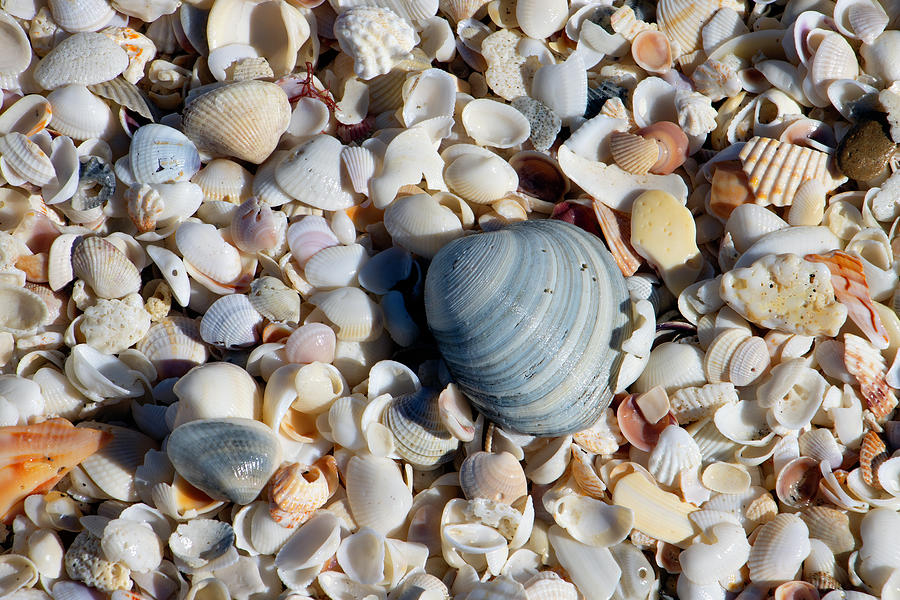 Seashells Photograph by Robert Wilder Jr