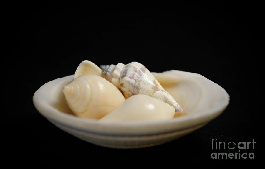 Seashells Photograph by Shirley Dutchkowski