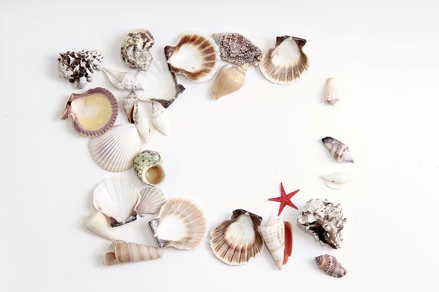 Seashells Starfish Photograph
