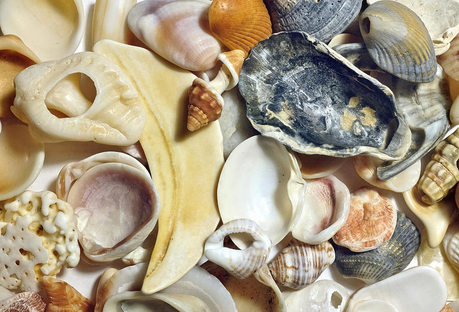 Seashells Photograph by Susan Hope Finley