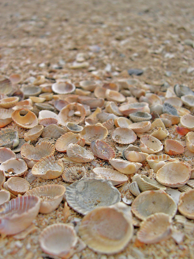 Seashells. Textures. Digital Art
