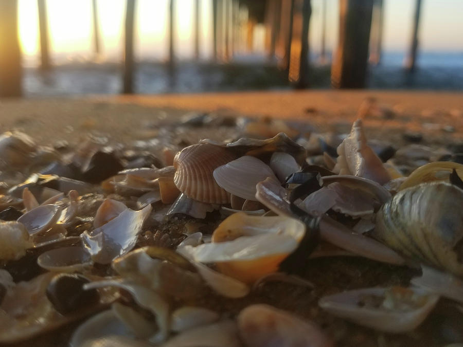 Seashells Under The Pier Photograph by Robert Banach