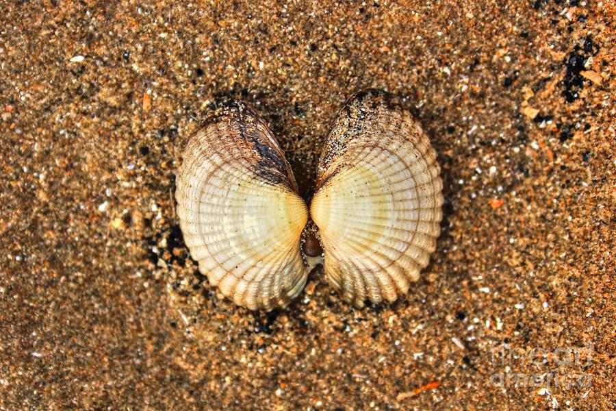Seashells Photograph by Vicki Spindler