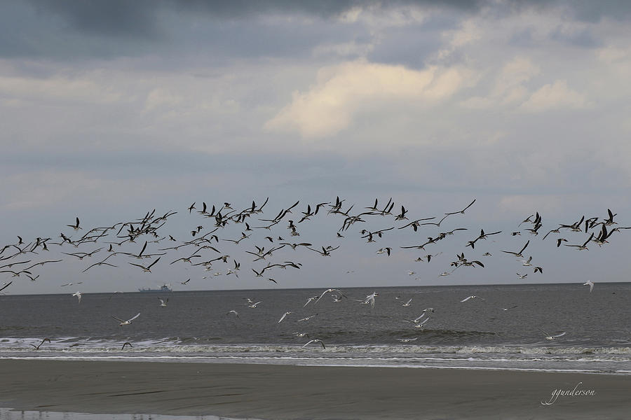 Seashore Birds in Flight on Jekyll Island Photograph by Gary Gunderson