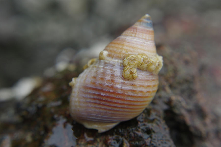 Seashore Shell Photograph by Adria Trail