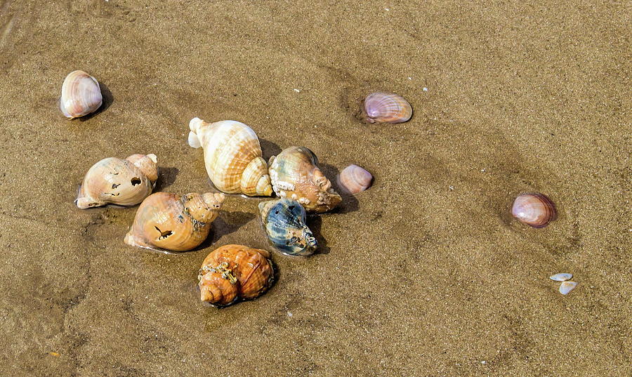 Seashore Shells Photograph by Jeff Townsend