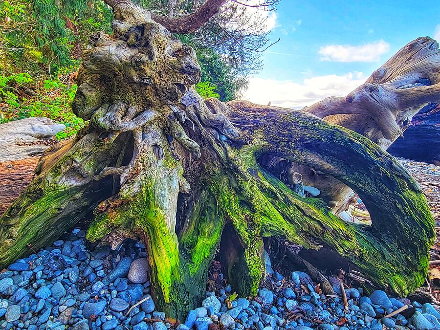 Pebbles Photograph - Seashore Tree Root Dragon - Nanaimo by Adam Copp