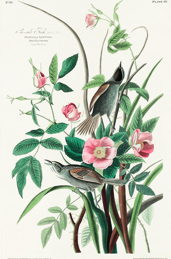 Seaside Finch. John James Audubon Painting by World Art Collective