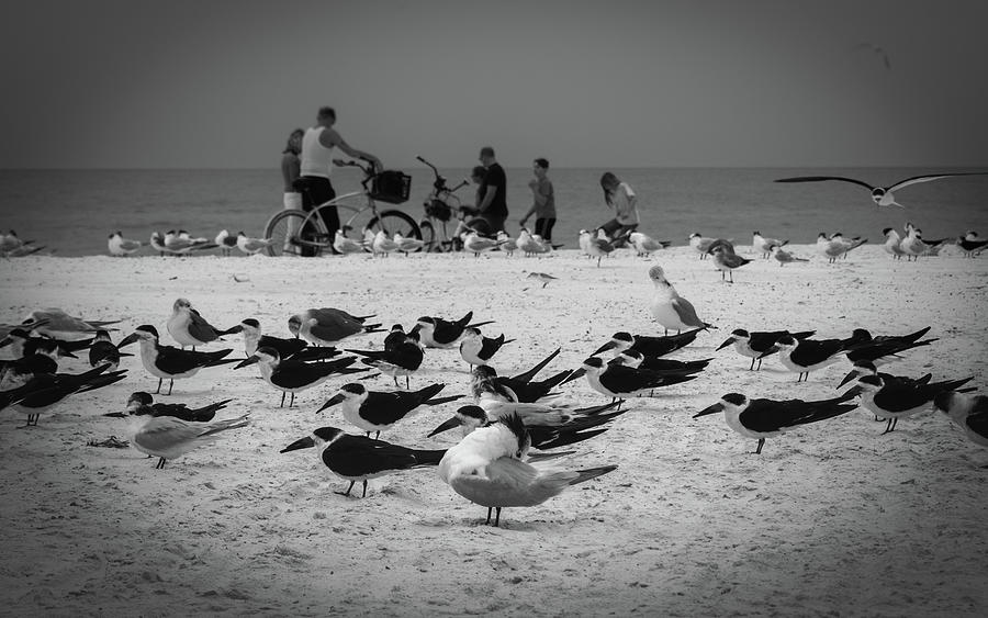 Seaside Gathering Photograph by Vicky Edgerly