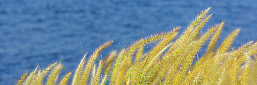 Seaside Grasses Photograph by SR Green
