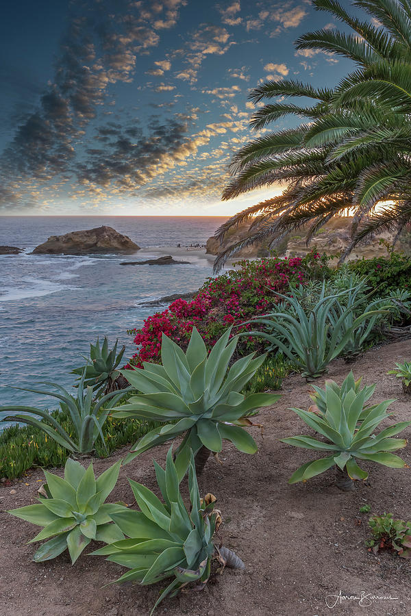 Seaside Succulents Photograph by Aaron Burrows