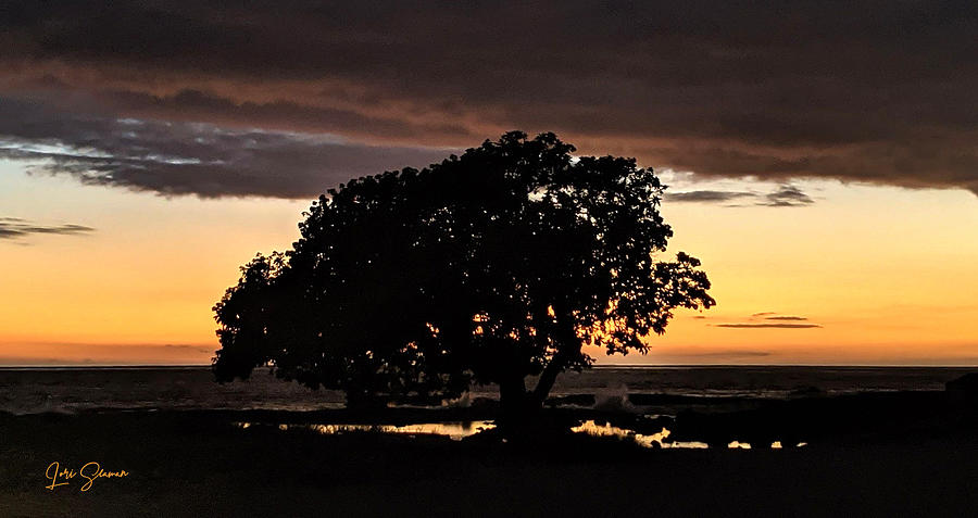 Sunset Photograph - Seaside Tree at Sunset by Lori Seaman