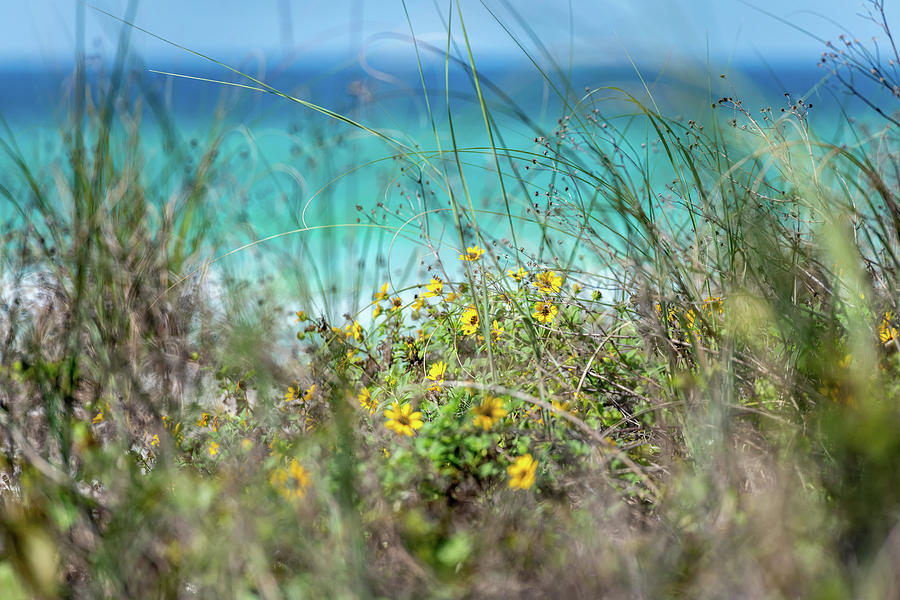 Seaside Wildflowers Photograph by Kurt Lischka