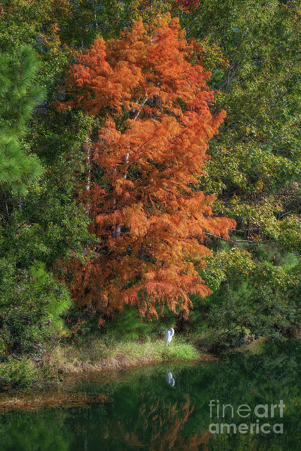 Season Of Color - Autumn Hues Photograph