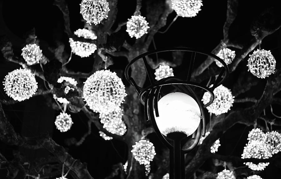 Season of Lights Photograph by Steven Nelson
