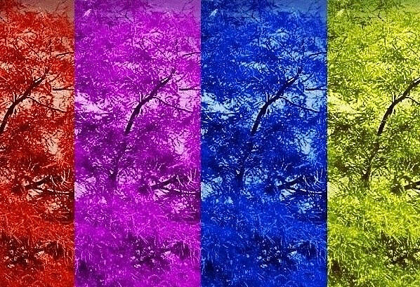 Season Of Trees Photograph by Cherry Vercher Season Of Trees Photograph by Cherry Vercher