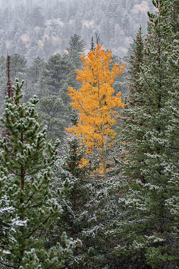 Seasons Coalesce Photograph by Darlene Bushue