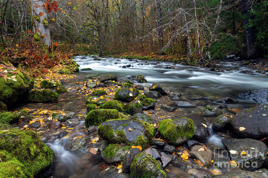 Fall Photograph - Seasons Flow by Michael Dawson